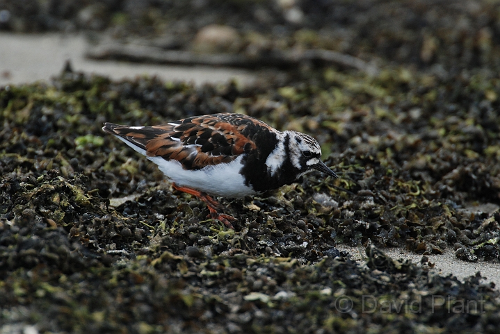 Turnstone - B.JPG - Turnstone - Shetland Islands
